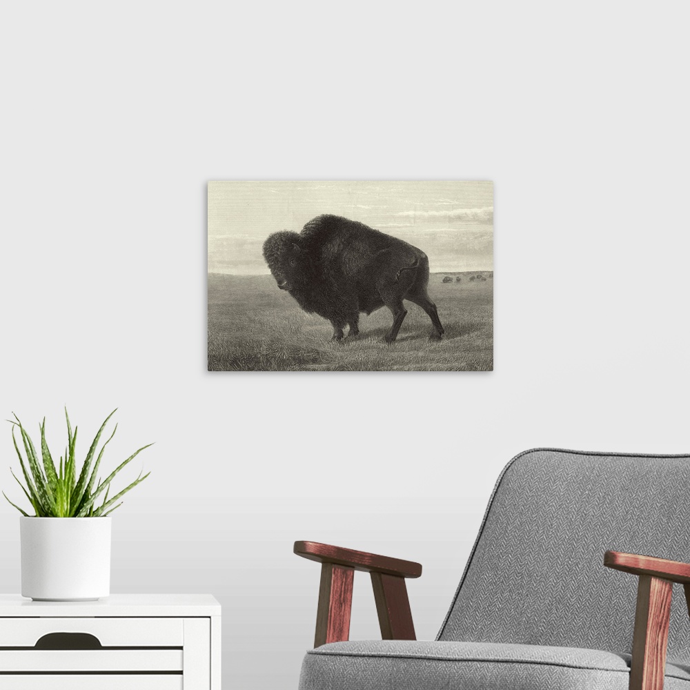 A modern room featuring American Bison
