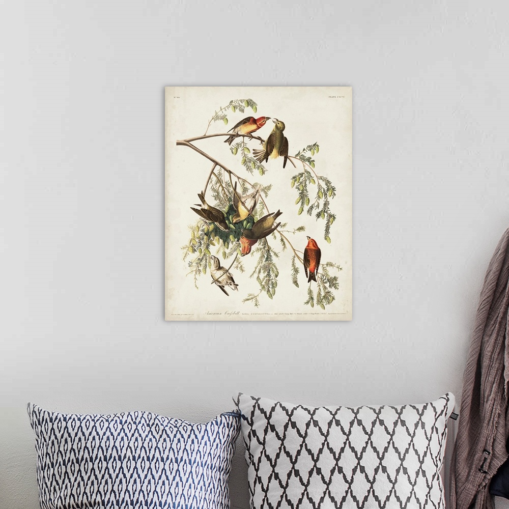 A bohemian room featuring American Crossbill
