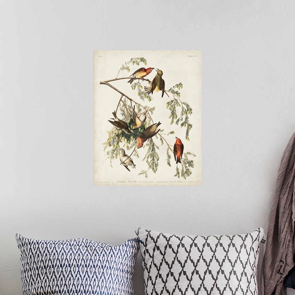 A bohemian room featuring American Crossbill