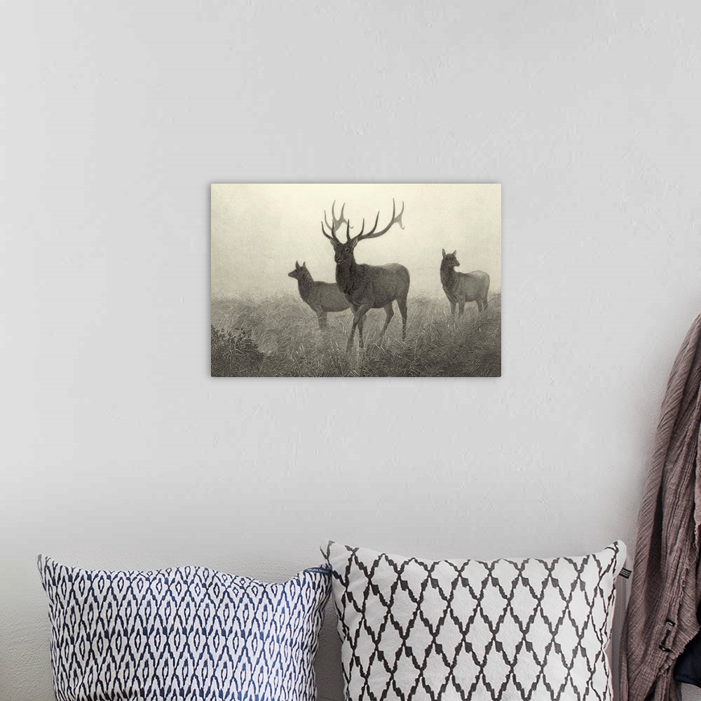 A bohemian room featuring American Elk