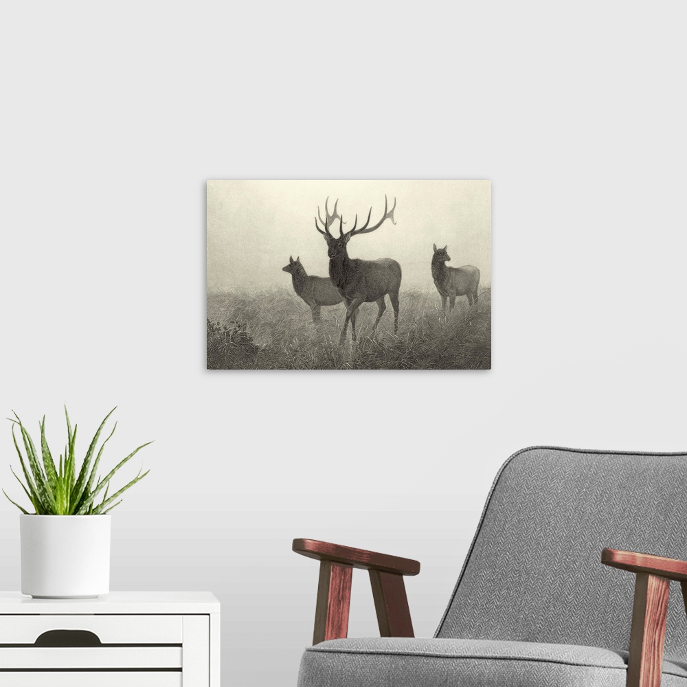 A modern room featuring American Elk
