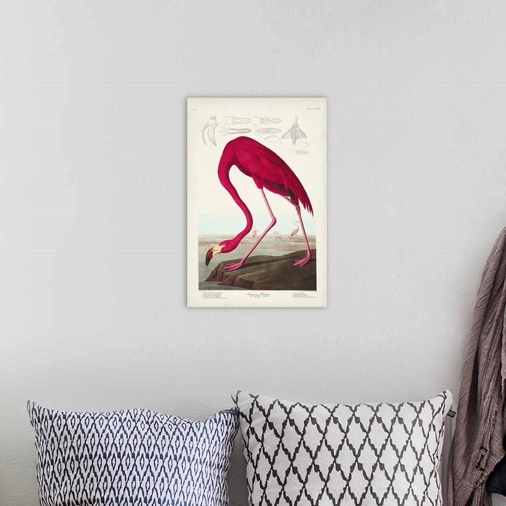 A bohemian room featuring American Flamingo