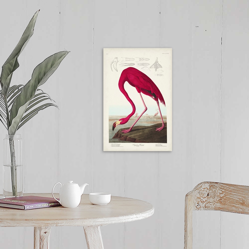 A farmhouse room featuring American Flamingo