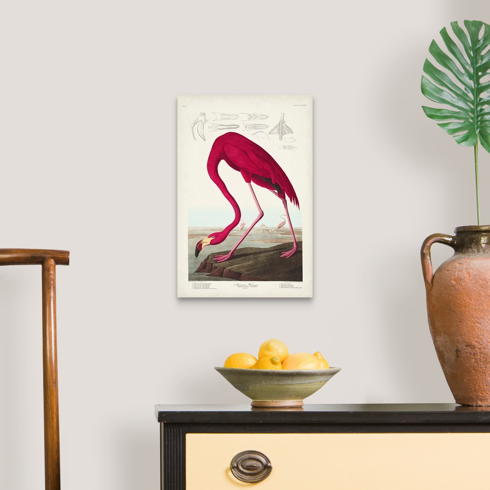 A traditional room featuring American Flamingo