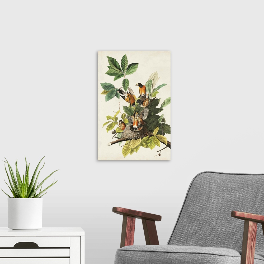 A modern room featuring American Robin