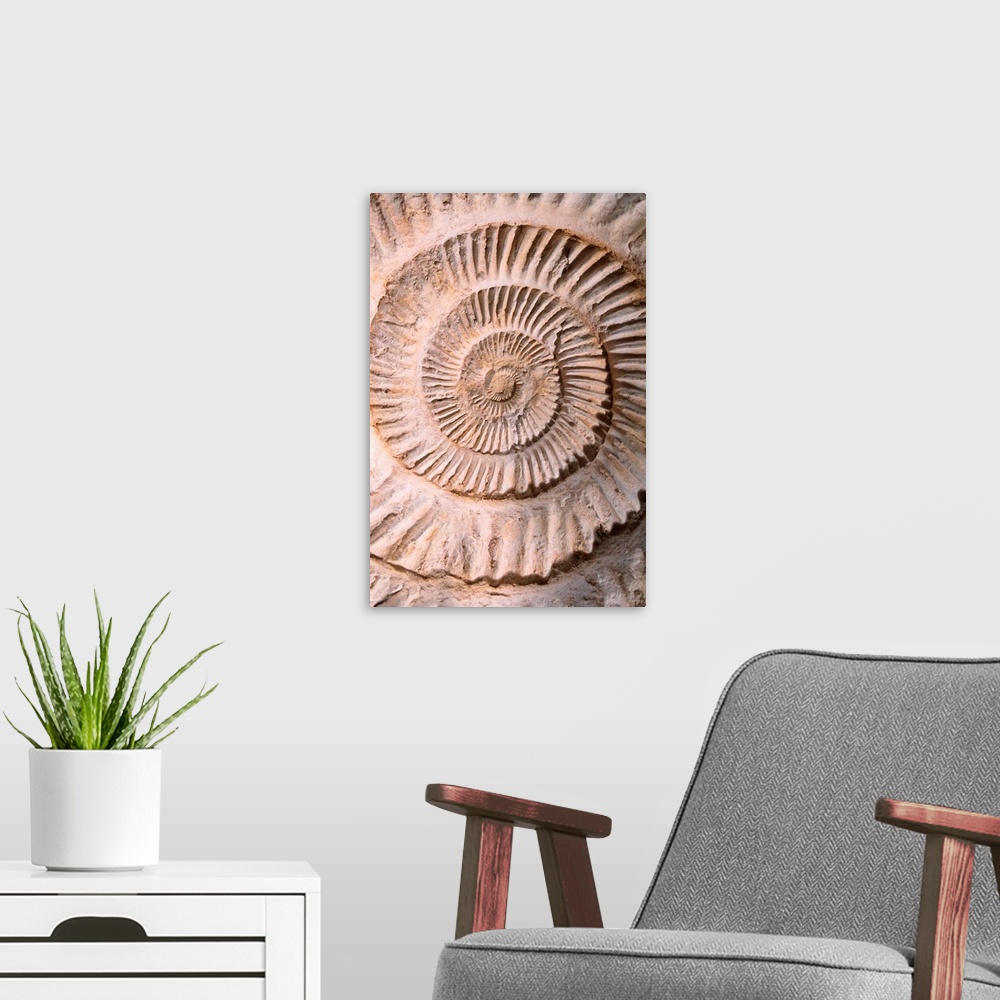 A modern room featuring Ammonite II