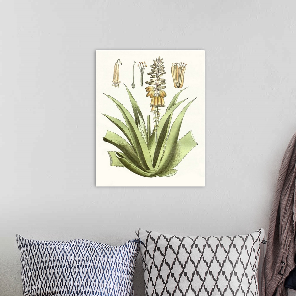 A bohemian room featuring A decorative vintage illustration of an aloe plant.