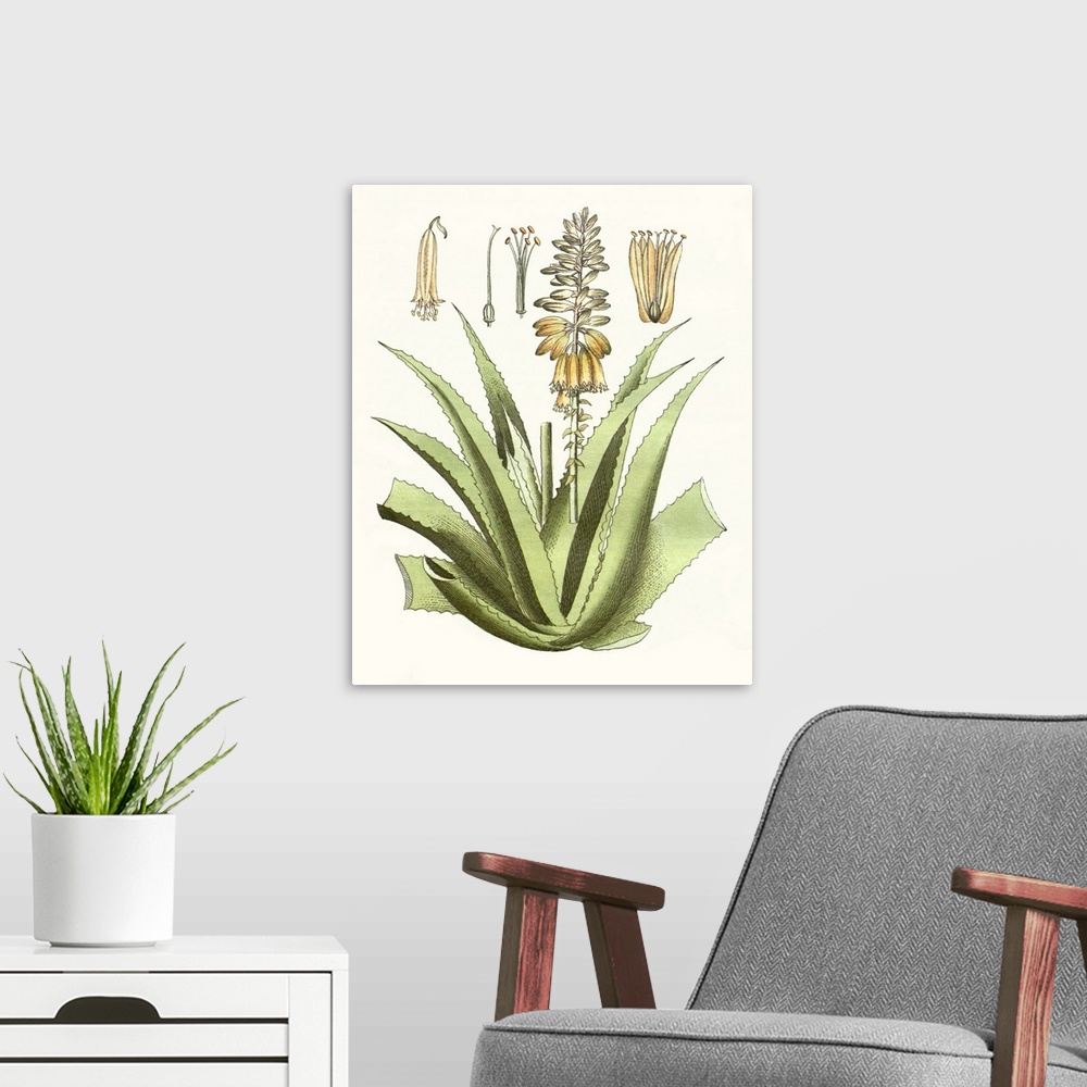 A modern room featuring A decorative vintage illustration of an aloe plant.