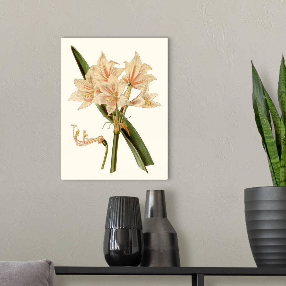 A modern room featuring Antique Amaryllis II