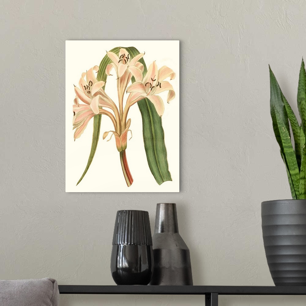 A modern room featuring Antique Amaryllis III