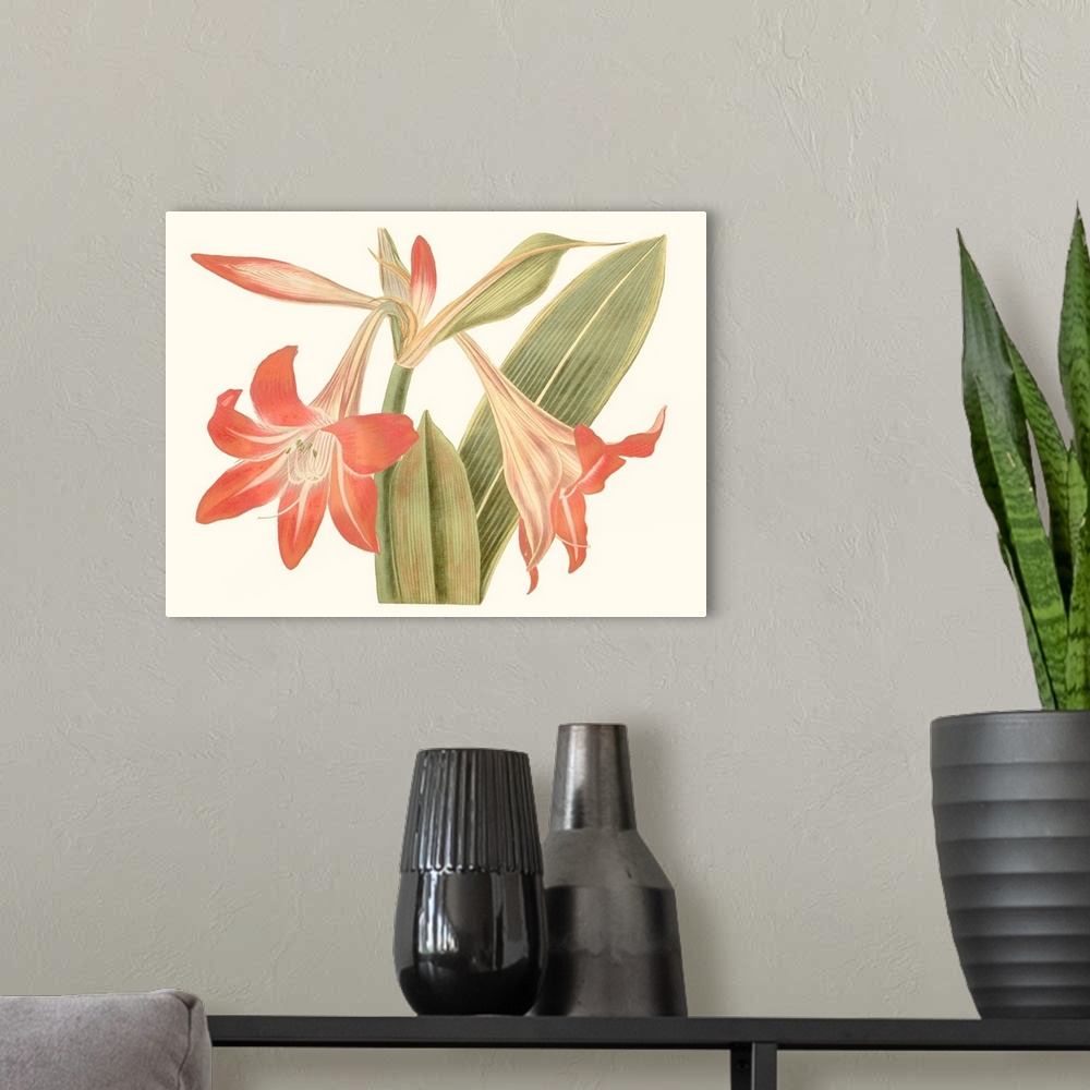 A modern room featuring Antique Amaryllis IV