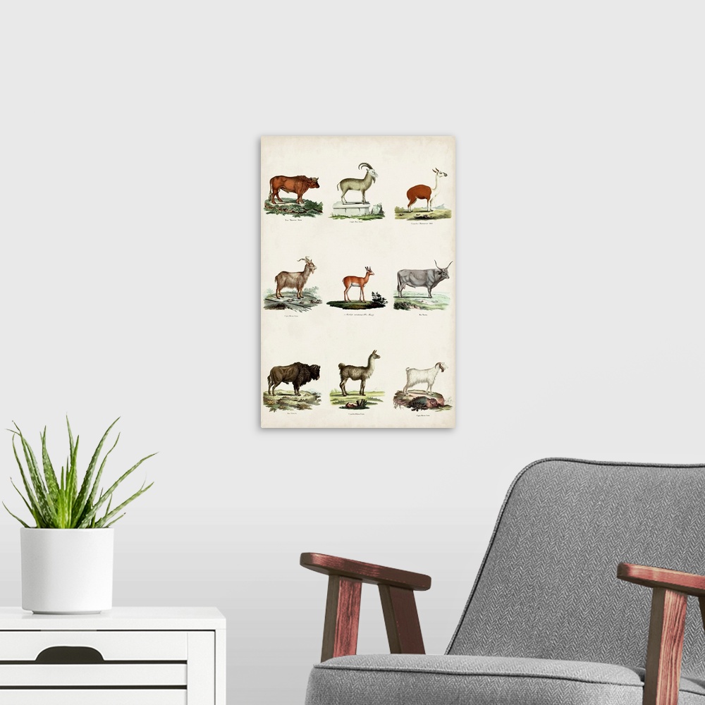 A modern room featuring Antique Animal Chart I
