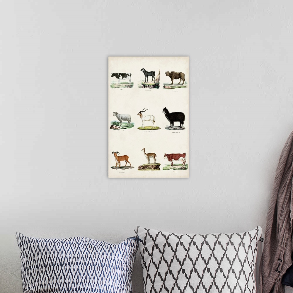 A bohemian room featuring Antique Animal Chart II