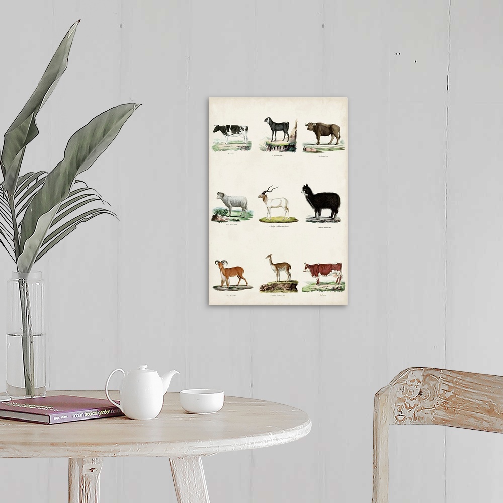 A farmhouse room featuring Antique Animal Chart II