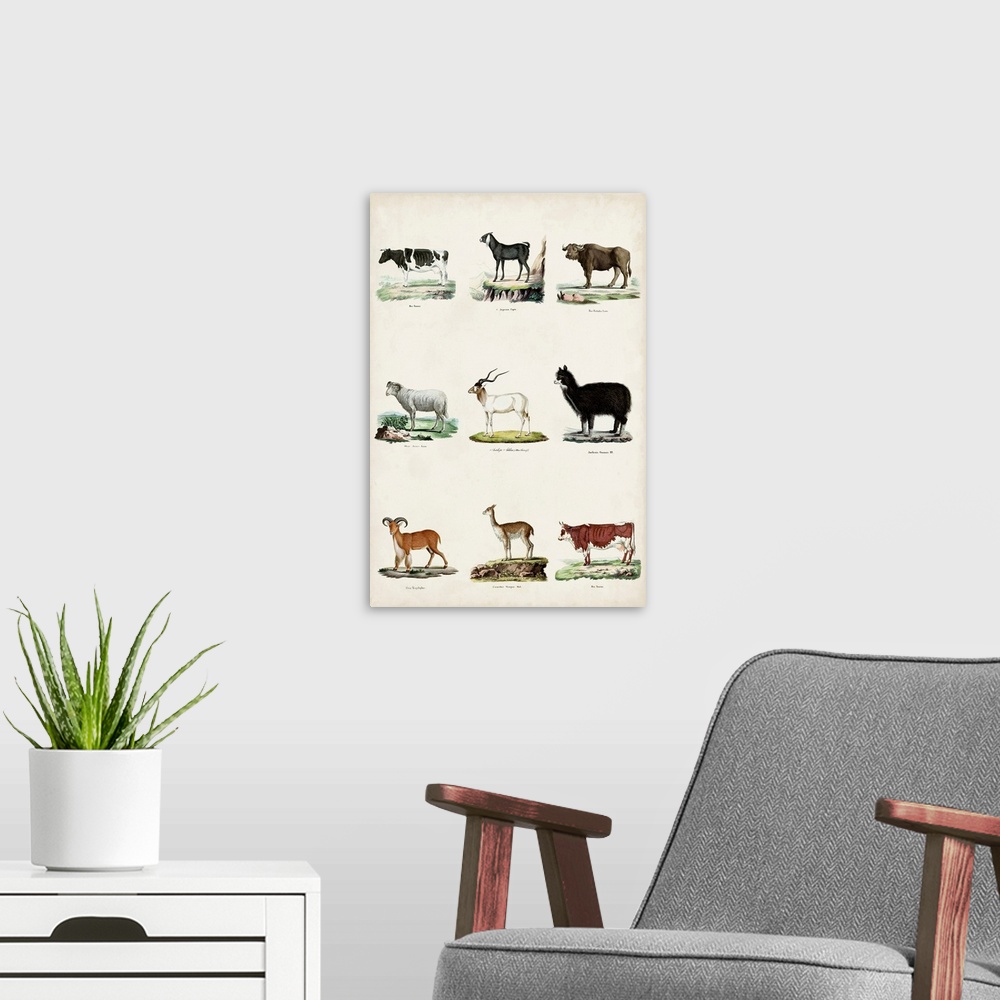 A modern room featuring Antique Animal Chart II