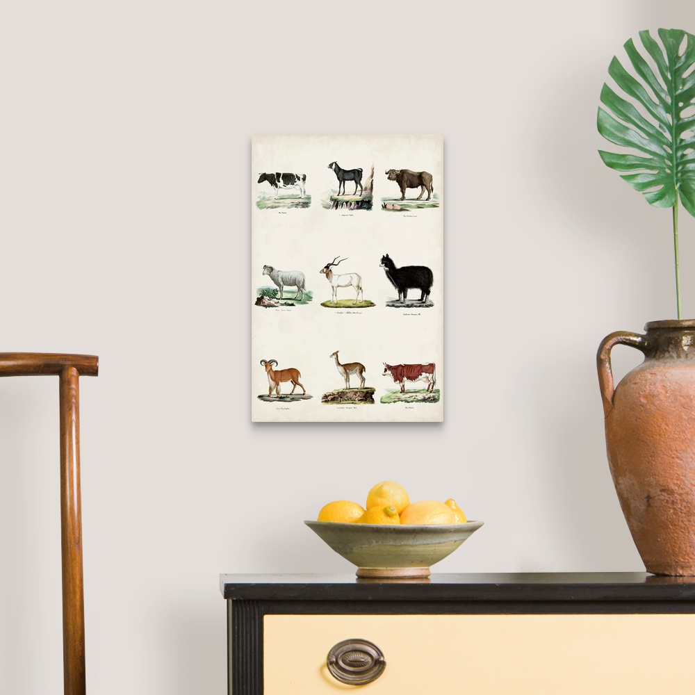 A traditional room featuring Antique Animal Chart II