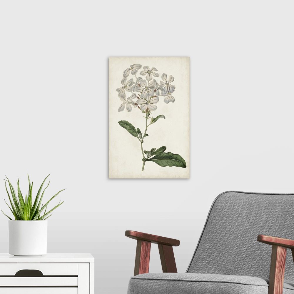 A modern room featuring Antique Botanical Collection VIII