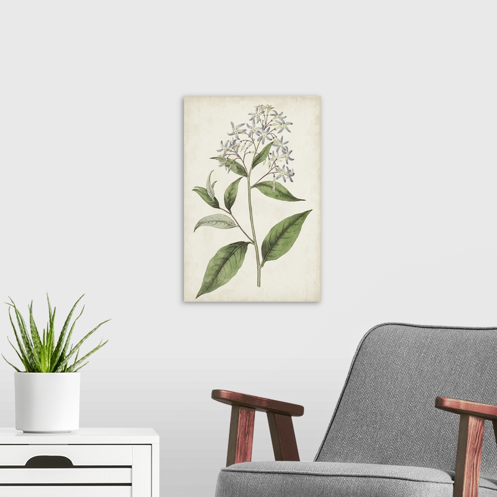 A modern room featuring Antique Botanical Collection XII