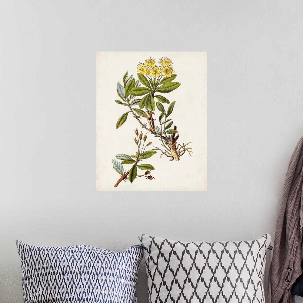 A bohemian room featuring Antique Botanical Study IV