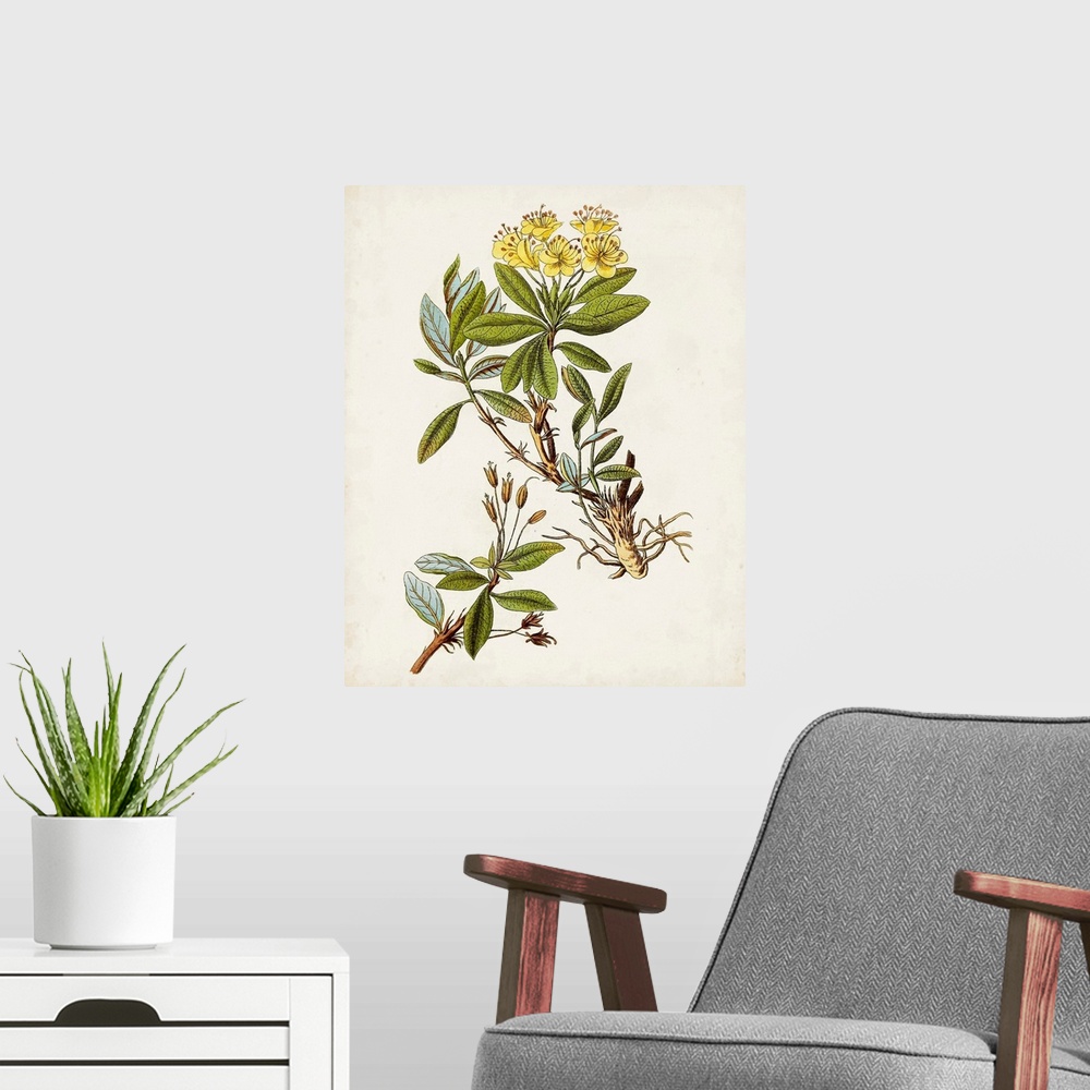A modern room featuring Antique Botanical Study IV