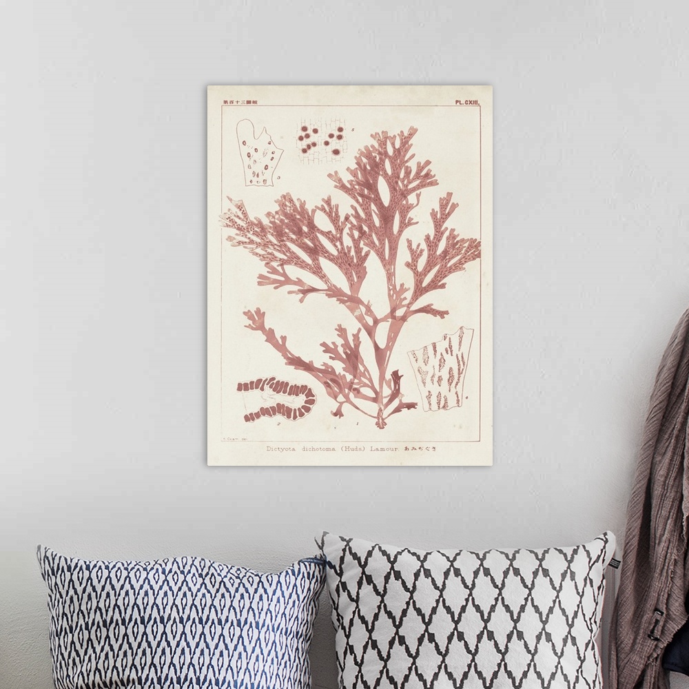 A bohemian room featuring Vintage illustrations of the details of coral seaweed in pink on a beige backdrop.