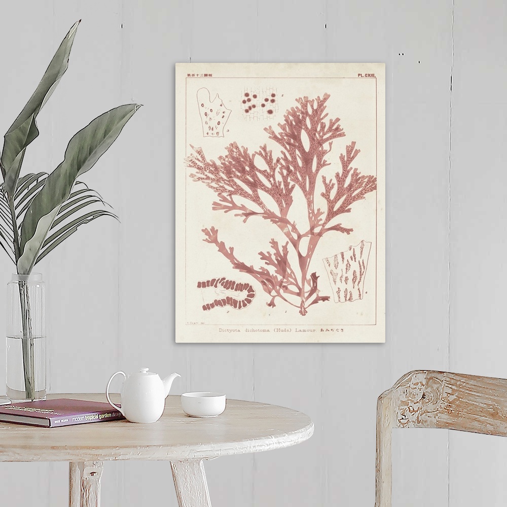 A farmhouse room featuring Vintage illustrations of the details of coral seaweed in pink on a beige backdrop.