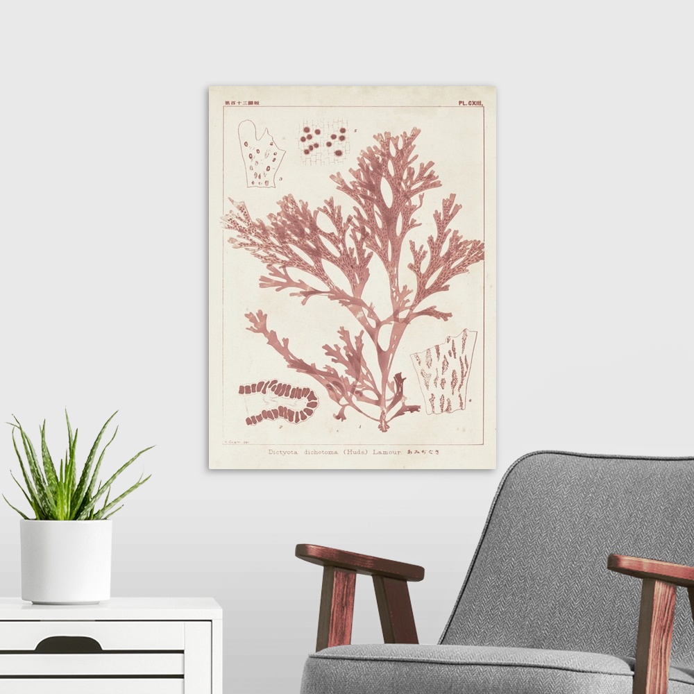 A modern room featuring Vintage illustrations of the details of coral seaweed in pink on a beige backdrop.