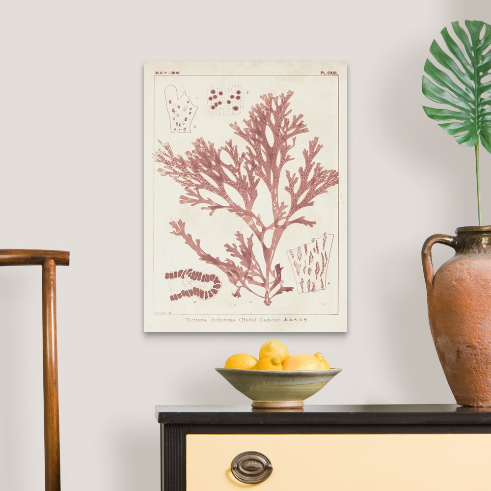 A traditional room featuring Vintage illustrations of the details of coral seaweed in pink on a beige backdrop.