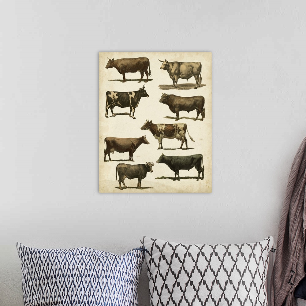 A bohemian room featuring Antique Cow Chart