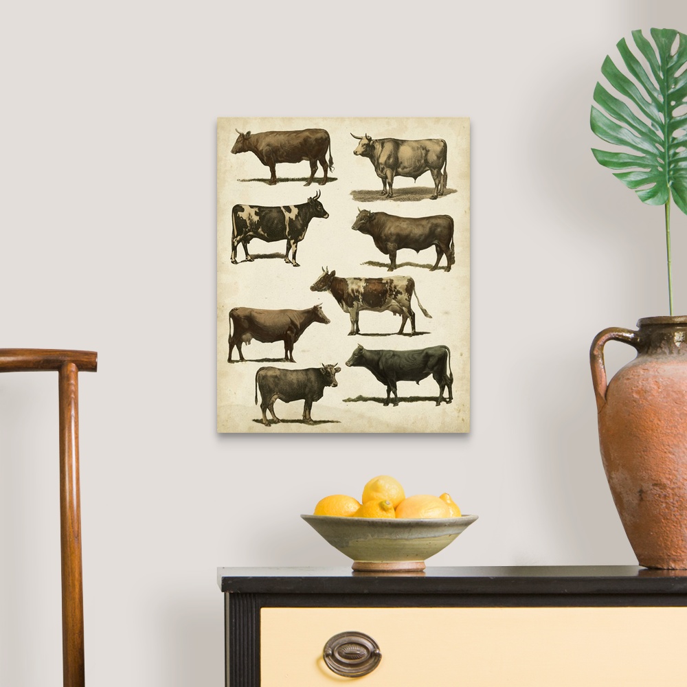 A traditional room featuring Antique Cow Chart