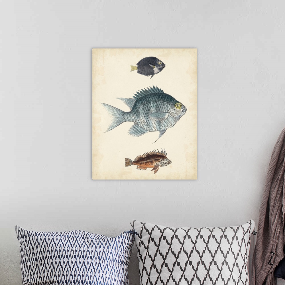 A bohemian room featuring Antique Fish Species III