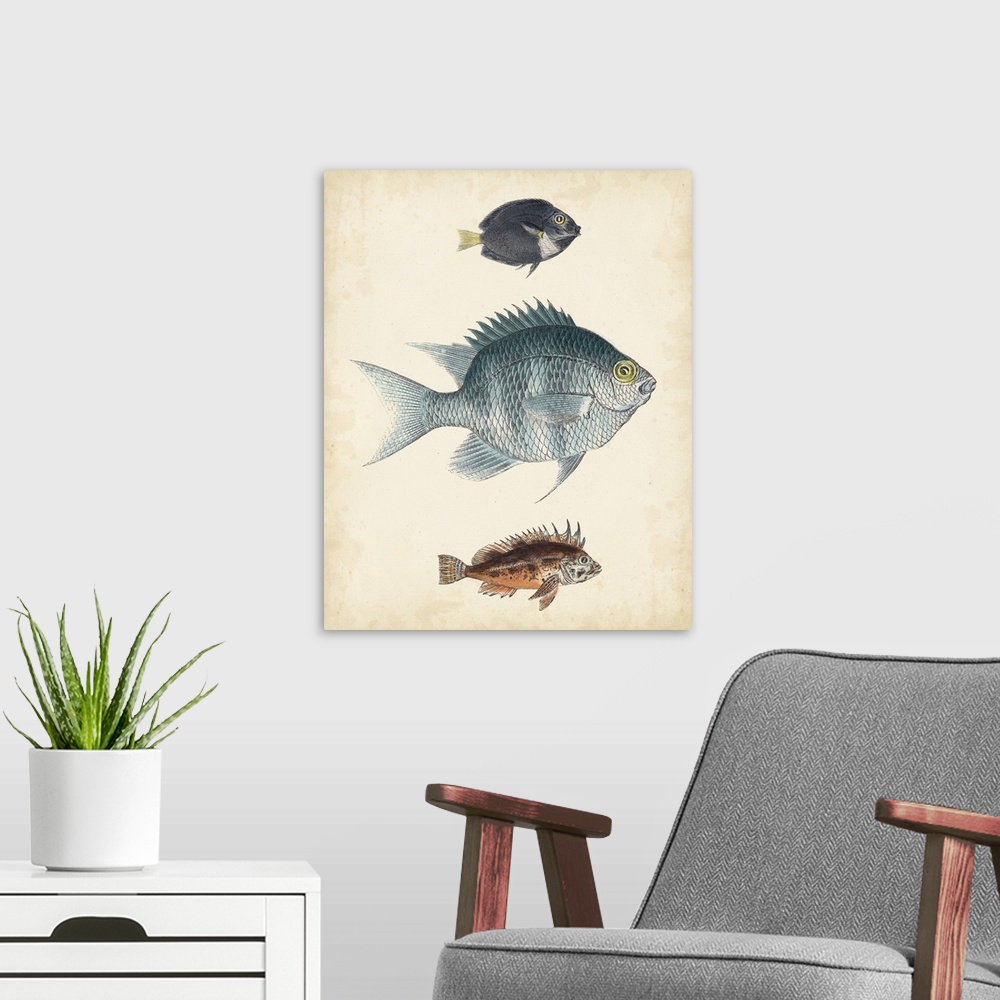 A modern room featuring Antique Fish Species III