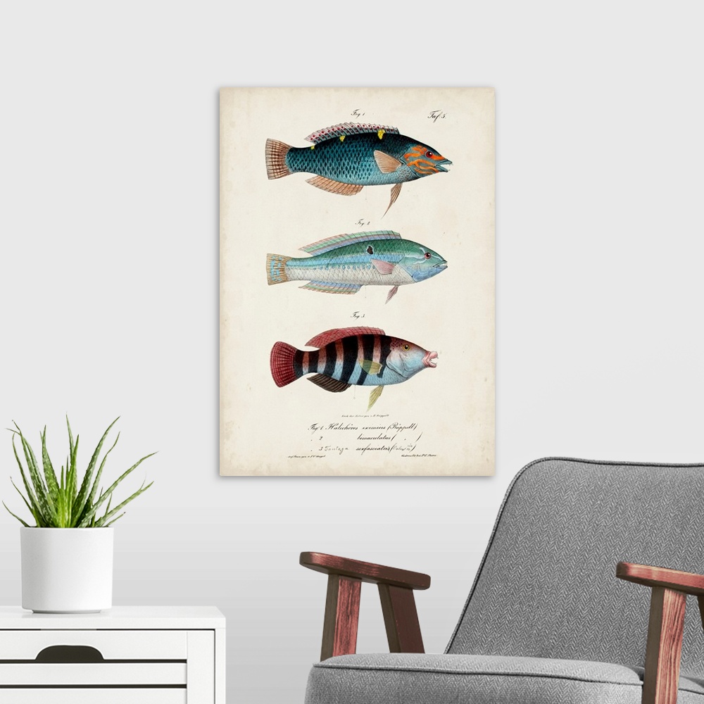 A modern room featuring Antique Fish Trio III