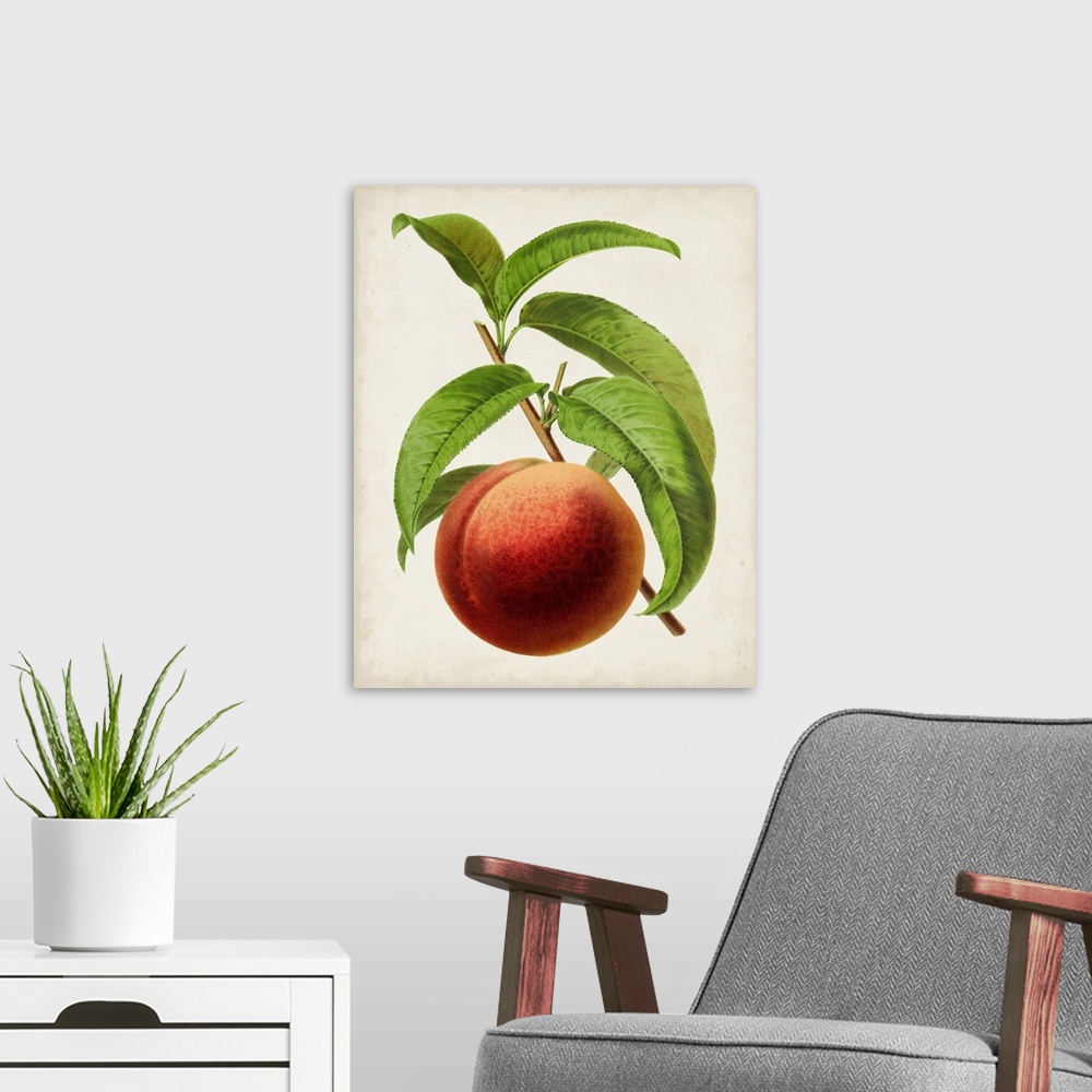A modern room featuring Antique Fruit V