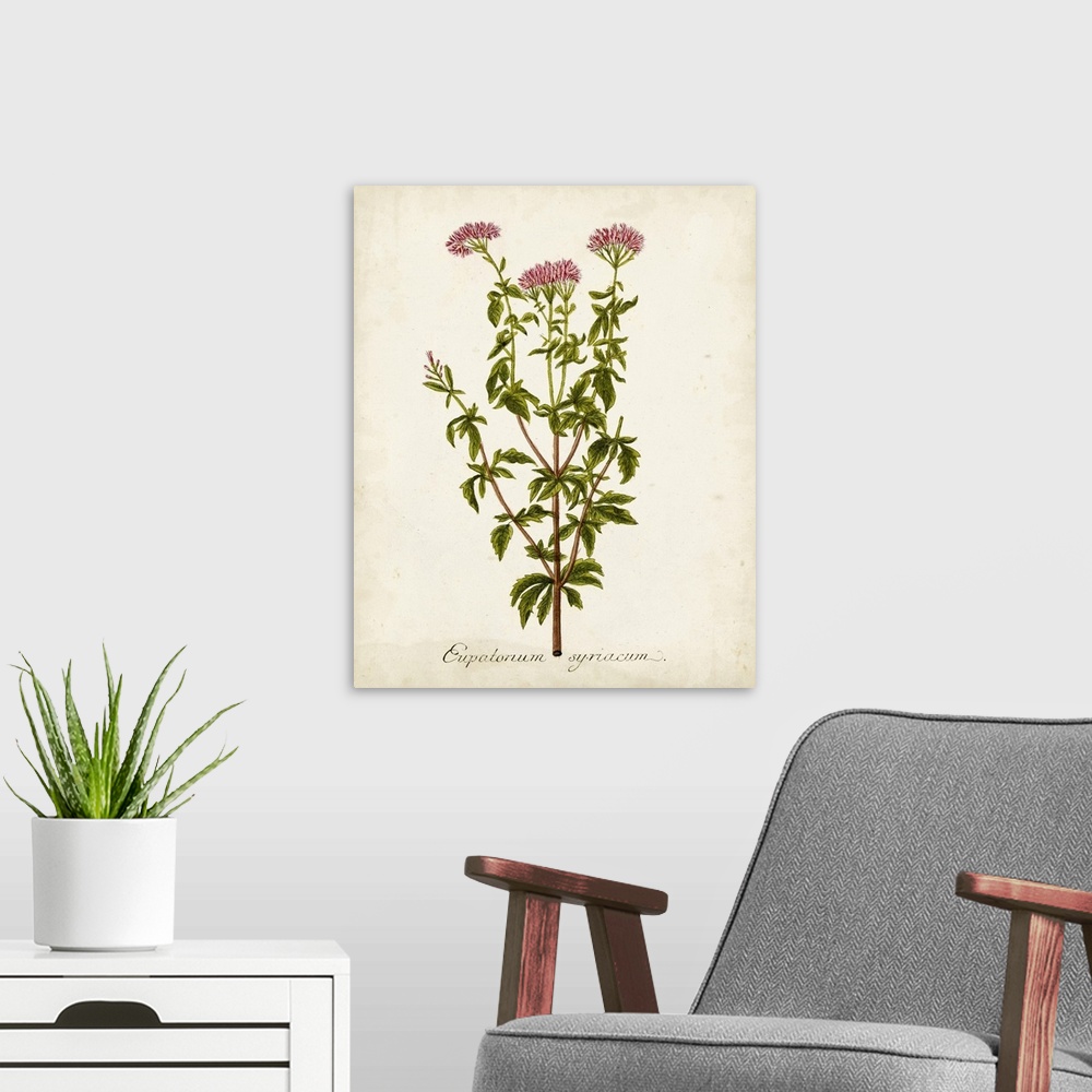 A modern room featuring Antique Herb Botanical I