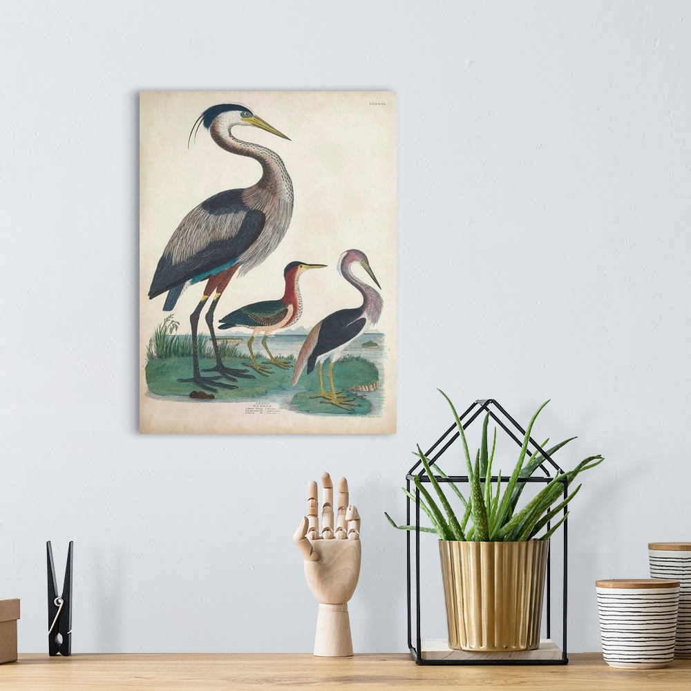 A bohemian room featuring Antique Heron & Waterbirds IV