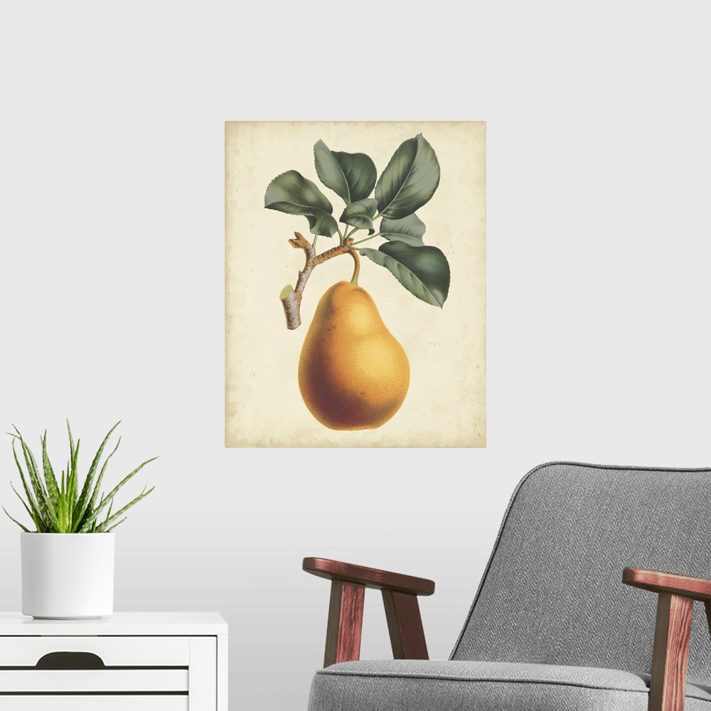 A modern room featuring Antique Pear Botanical I