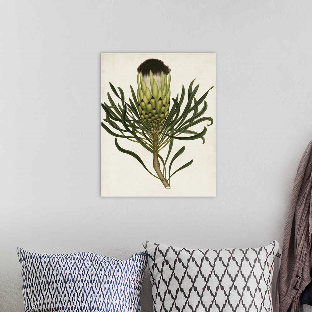 A bohemian room featuring A decorative vintage illustration of a sugarbushes (or Fynbos).