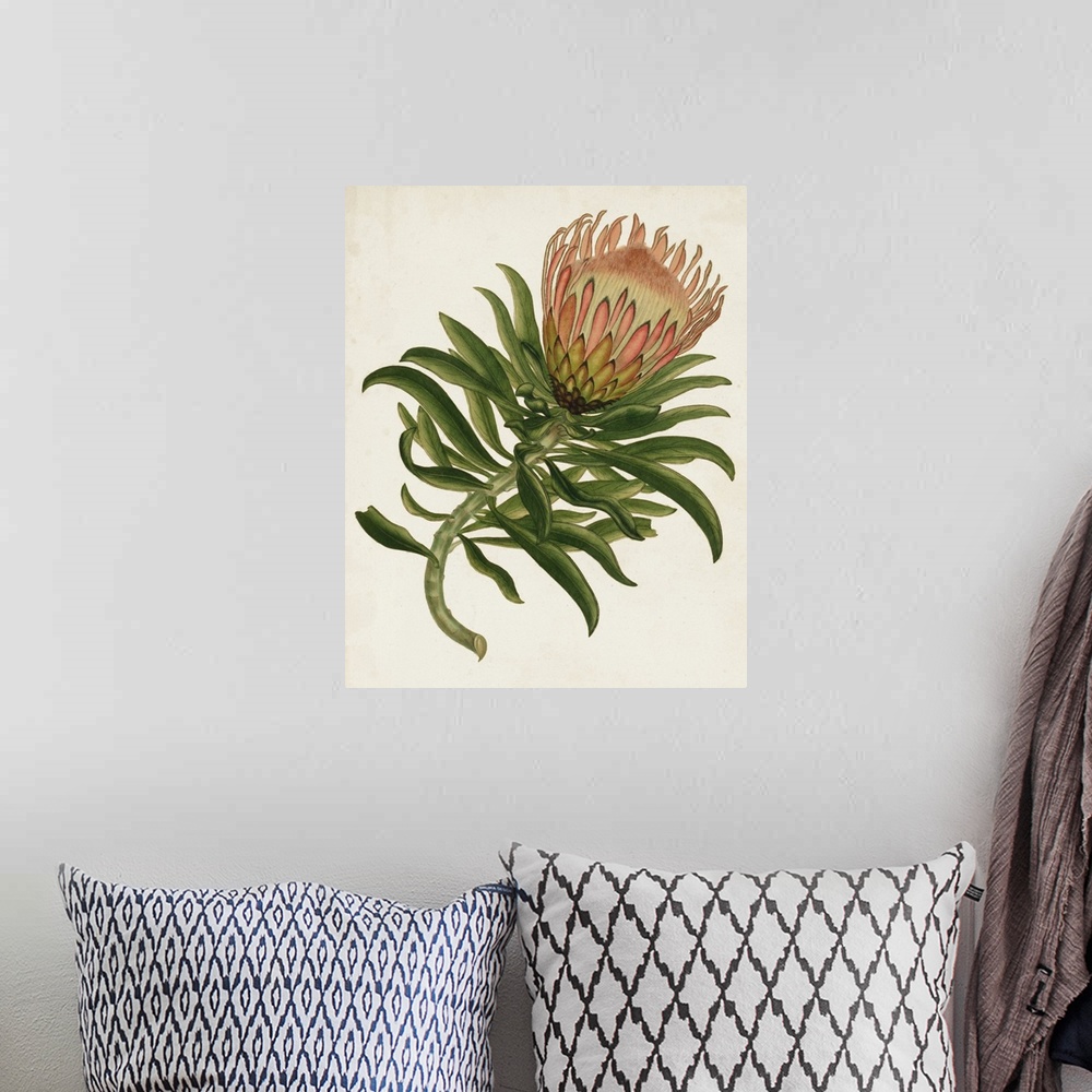 A bohemian room featuring A decorative vintage illustration of a sugarbushes (or Fynbos).