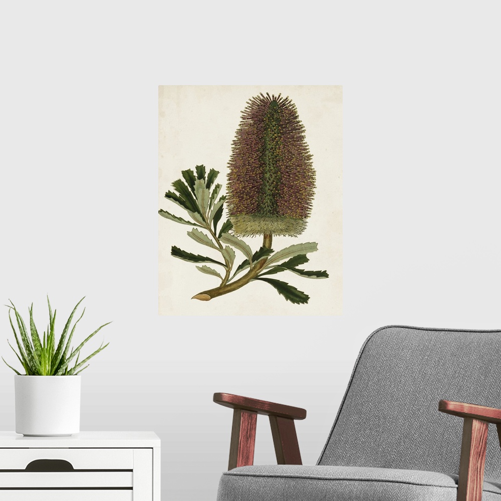 A modern room featuring A decorative vintage illustration of a sugarbushes (or Fynbos).