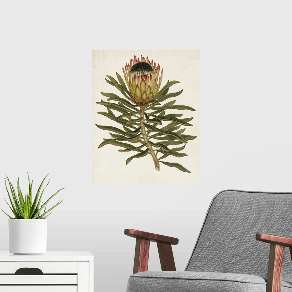 A modern room featuring A decorative vintage illustration of a sugarbushes (or Fynbos).