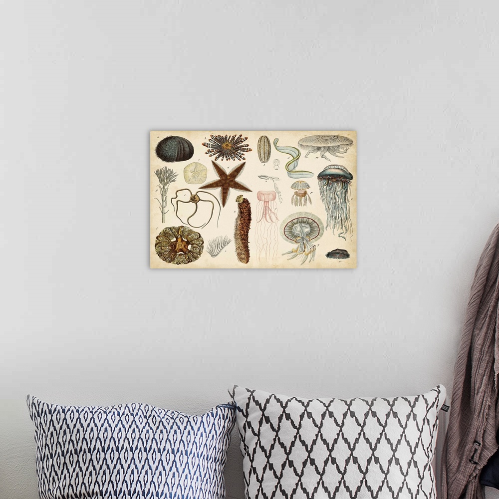 A bohemian room featuring Antique Sealife Chart