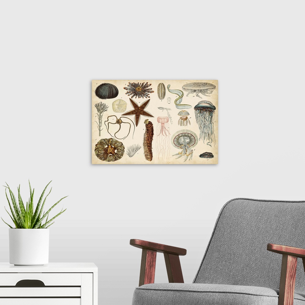 A modern room featuring Antique Sealife Chart