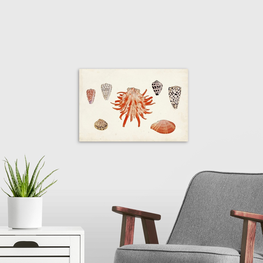 A modern room featuring Antique Shell Anthology IV