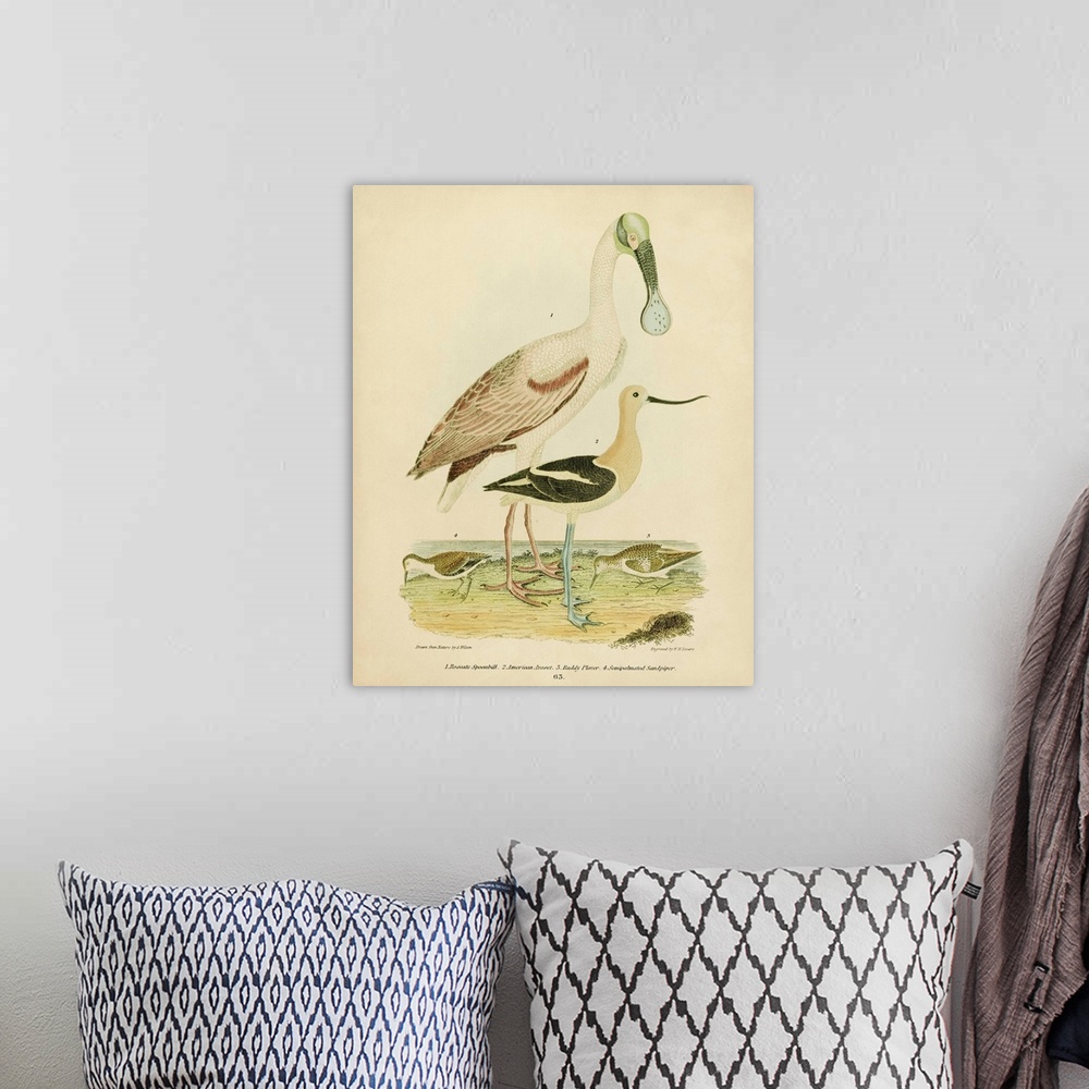 A bohemian room featuring Antique Spoonbill And Sandpipers