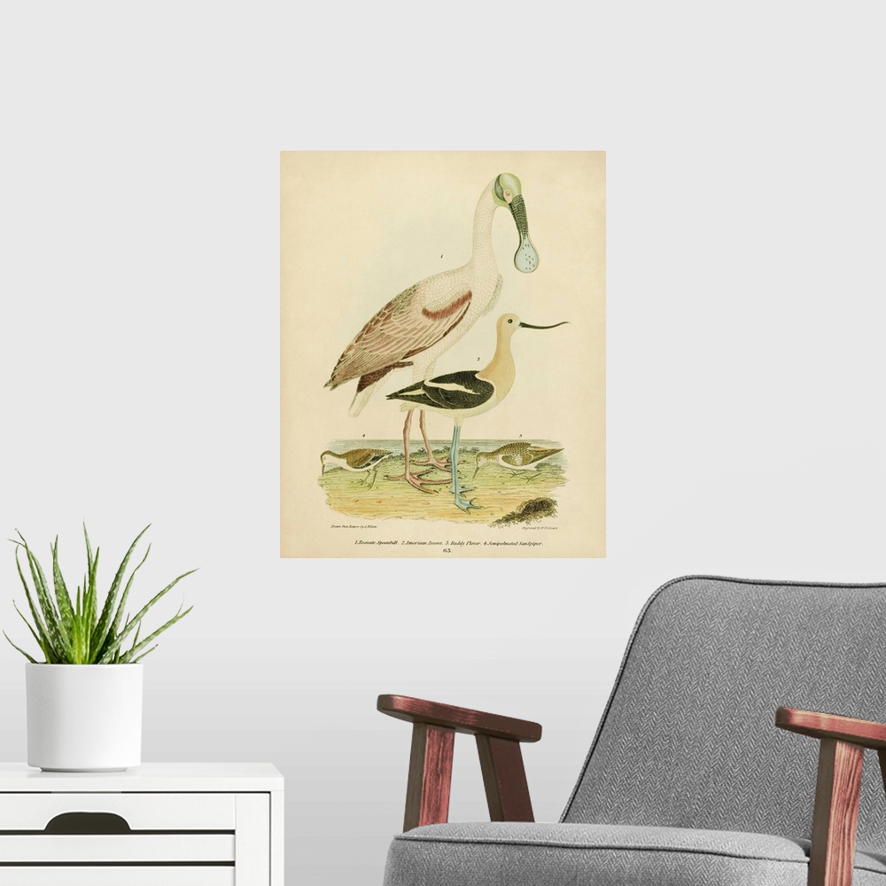 A modern room featuring Antique Spoonbill And Sandpipers