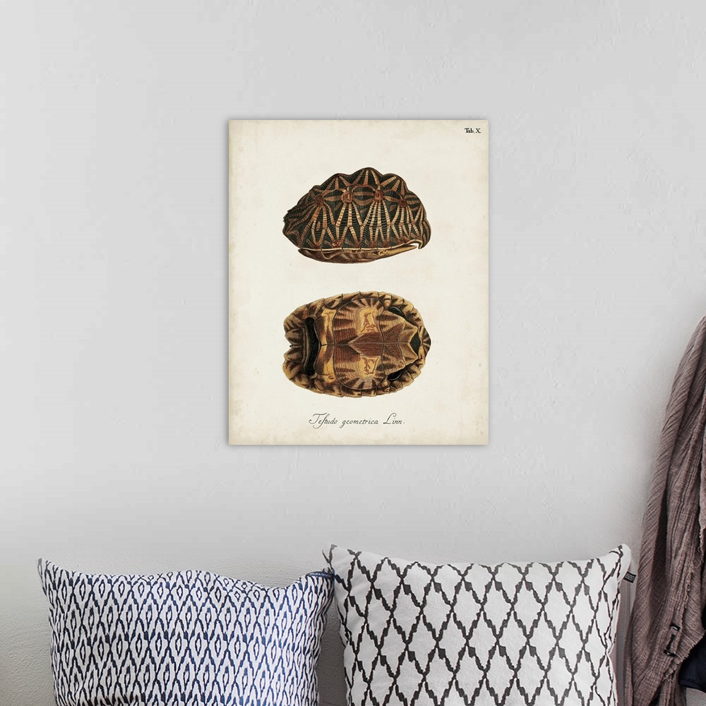 A bohemian room featuring Antique Turtles and Shells I