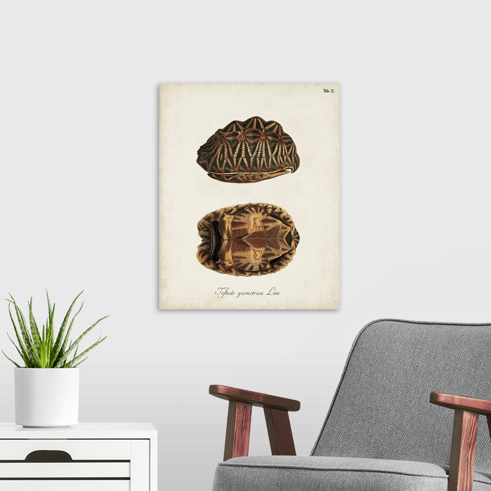 A modern room featuring Antique Turtles and Shells I
