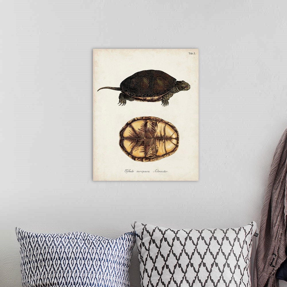 A bohemian room featuring Antique Turtles and Shells II
