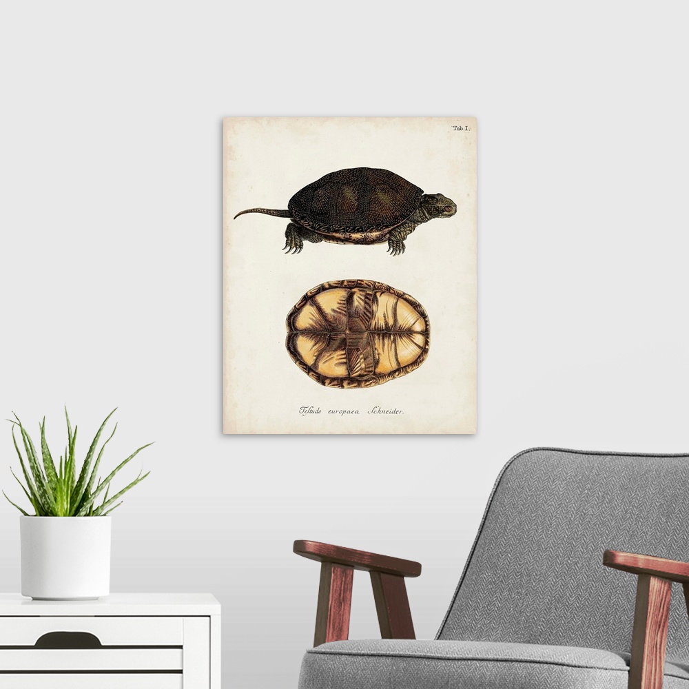 A modern room featuring Antique Turtles and Shells II